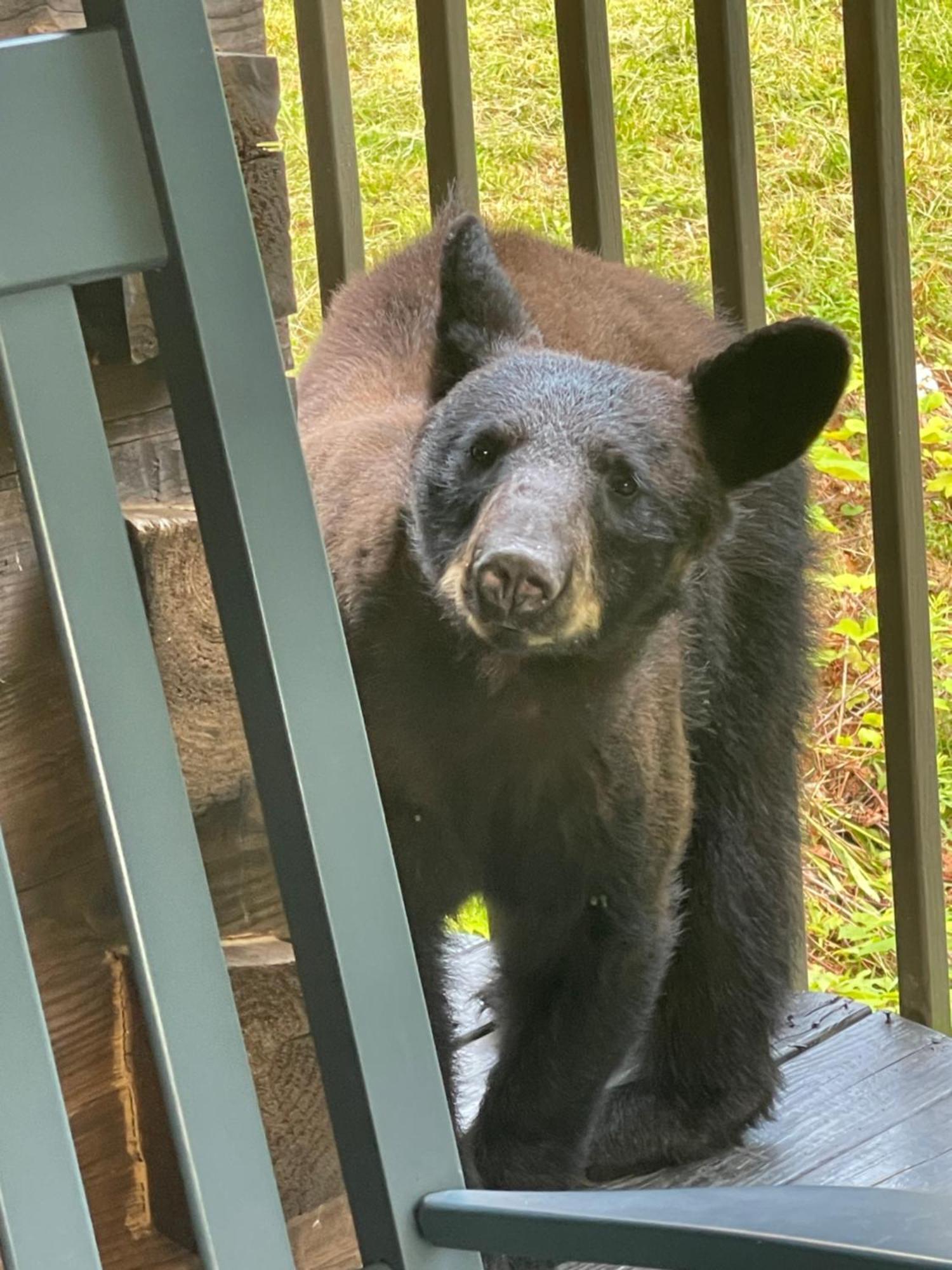 Bears Among Us Villa Gatlinburg Exterior photo